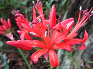 ヒガンバナ (hurricane lily)