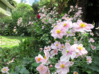 秋明菊 Anemone Japonica