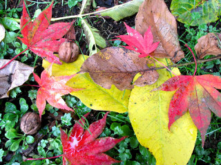 Autumn Garden