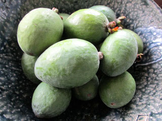 Feijoa フィジョア