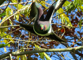New Zealand Wood Pigeon (NZ山鳩)