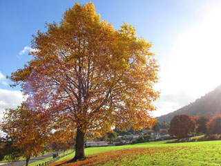 ターナー公園の紅葉