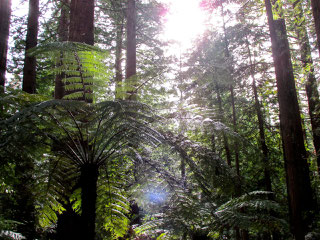 Redwood Forest (Rotorua)