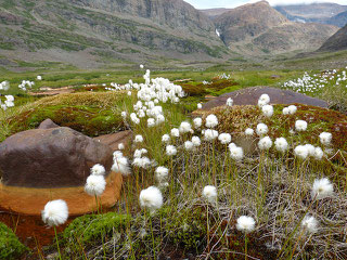 Liverpool land, Greenland