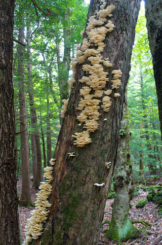 Oyster mushrooms (Pleurotus ostreatus)