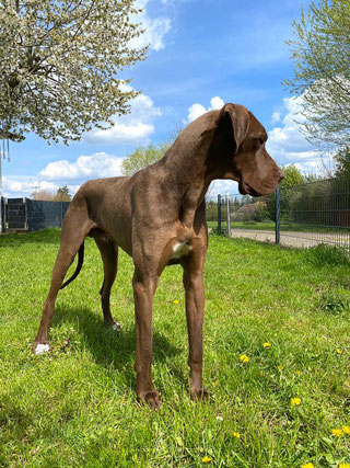 R de great danes von schloss banzs Webseite