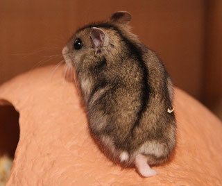 Dsungarischer Zwerghamster (Phodopus sungorus) - Image