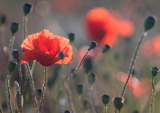 Getreidefeld. Erfahrungen mit dem King of Bokeh. 2/85mm JUPITER-9 an Nikon Z7. Foto: bonnescape.de