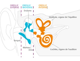 schema fonctionnement de l oreille audition 44