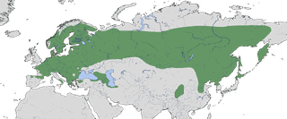 Schwarzspecht In Deutschland Lebensraum Stimme kologische schwarzspecht-in-deutschland-lebensraum-stimme-kologische