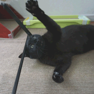猫ののこ画像;猫と人,nekotohito,ネコトヒト