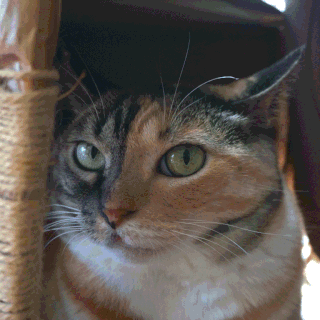 三毛猫しじみ;猫と人,nekotohito,ネコトヒト
