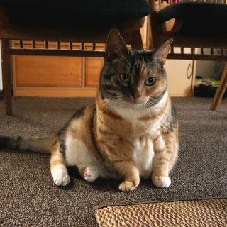 三毛猫しじみ;猫と人,nekotohito,ネコトヒト
