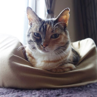 三毛猫しじみ;猫と人,nekotohito,ネコトヒト