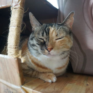 三毛猫しじみ;猫と人,nekotohito,ネコトヒト