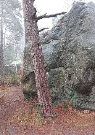 Chacun son caillou, avec son arbre ou sans