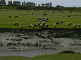Les moutons en paturent au près du Mont Saint Michel