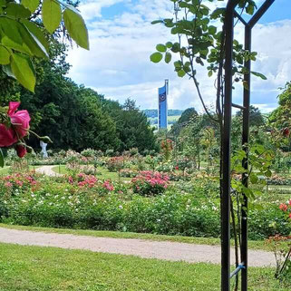 Der beliebte Rosengarten mit Blick auf die St. Peter Kirche in LörrachNähe