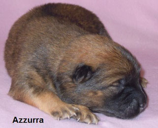 Welpe Nr. 3 - AZZURRA