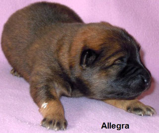 Welpe Nr. 1 - ALLEGRA