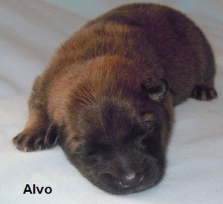 Welpe Nr. 2 - ALVO
