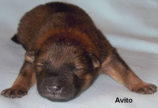 Welpe Nr. 5 - AVITO