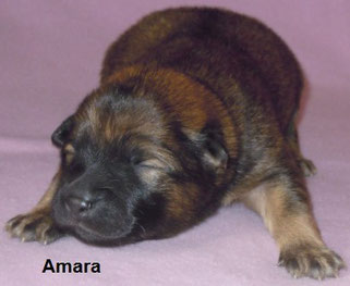 Welpe Nr. 4 - AMARA