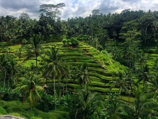 Riceterrace, Tegallalang, Ricefield, Ubud