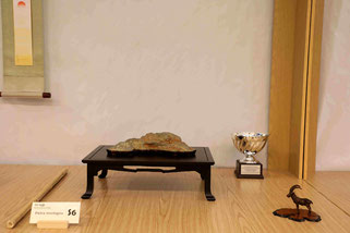 VIII Trofeo memorial Antonella Cairoli Suiseki: S6 Pietra paesaggio - Bonsai Blu