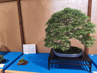 Consolato del Giappone - Migliore latifoglia 2026: Acero palmato - Michelin Sport Club Cuneo - Bonsai