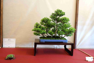 Consolato del Giappone - Migliore latifoglia 2025: Bosso - Bonsai Club Ticino