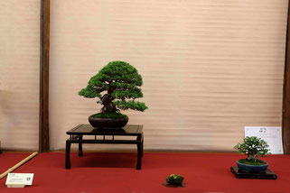 Consolato del Giappone Migliore shohin-kifu-chuhin 2025: Juniperus chinensis - Bonsai Club Amici del Verde