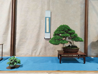 Consolato del Giappone Migliore conifera 2026: Ginepro chinensis itoigawa - Bonsai Club Amici del Verde