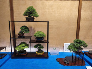 Consolato del Giappone Migliore shohin-kifu-chuhin 2025: Juniperus chinensis - Bonsai Club Amici del Verde