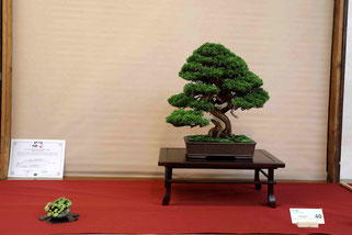 Consolato del Giappone Migliore conifera 2025: Juniperus chinensis - Associazione Bonsai il Moro