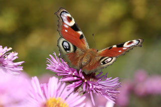 Tagpfauenauge - Foto: Helge May