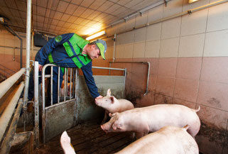 Maschinenring Ostschweiz Liechtenstein Betriebshelfer im Schweinestall