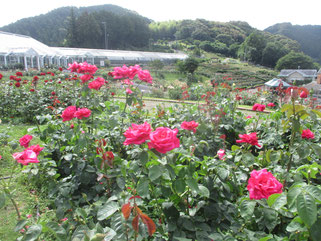 円形バラ園　マリアカラス
