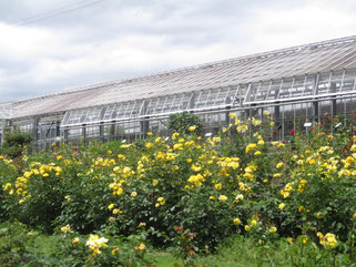 斜面バラ園　黄色エリア