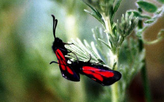 Z. (nevadensis) atlantica (Moyen Atlas central)