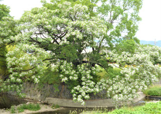 ありし日のセンダンの大木~お花が満開(箕面川・石澄川合流点)