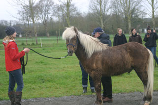 Cheval islandais Silfurtoppur frá Hvammi