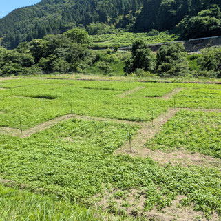 22日目 ひまわり迷路圃場