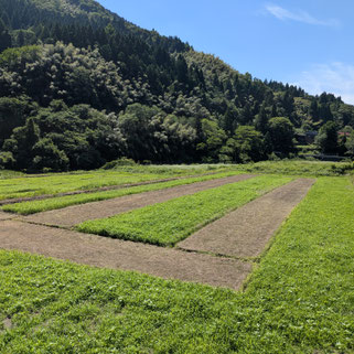 22日目 案山子展示圃場