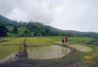 Reisfelder in Pai