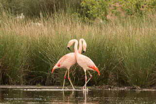 Flamingos in Deutschland