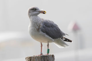 Silbermöwe