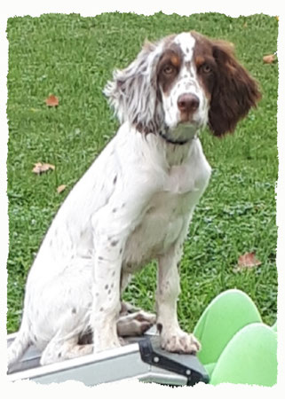 Chiot Setter à l'école pour chiots à Dax