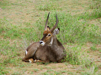 cobe a croissant fiche animaux bovides afrique