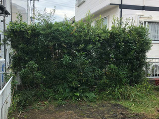②茂ってます。高さを指定され枝葉剪定と草むしり。